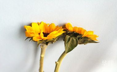 婚检错误可以起诉吗